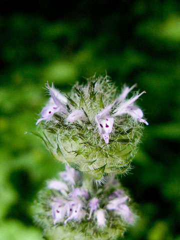 flower heads up close
